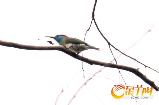 鼎湖山发现“中国最美的小鸟”——蓝喉蜂虎